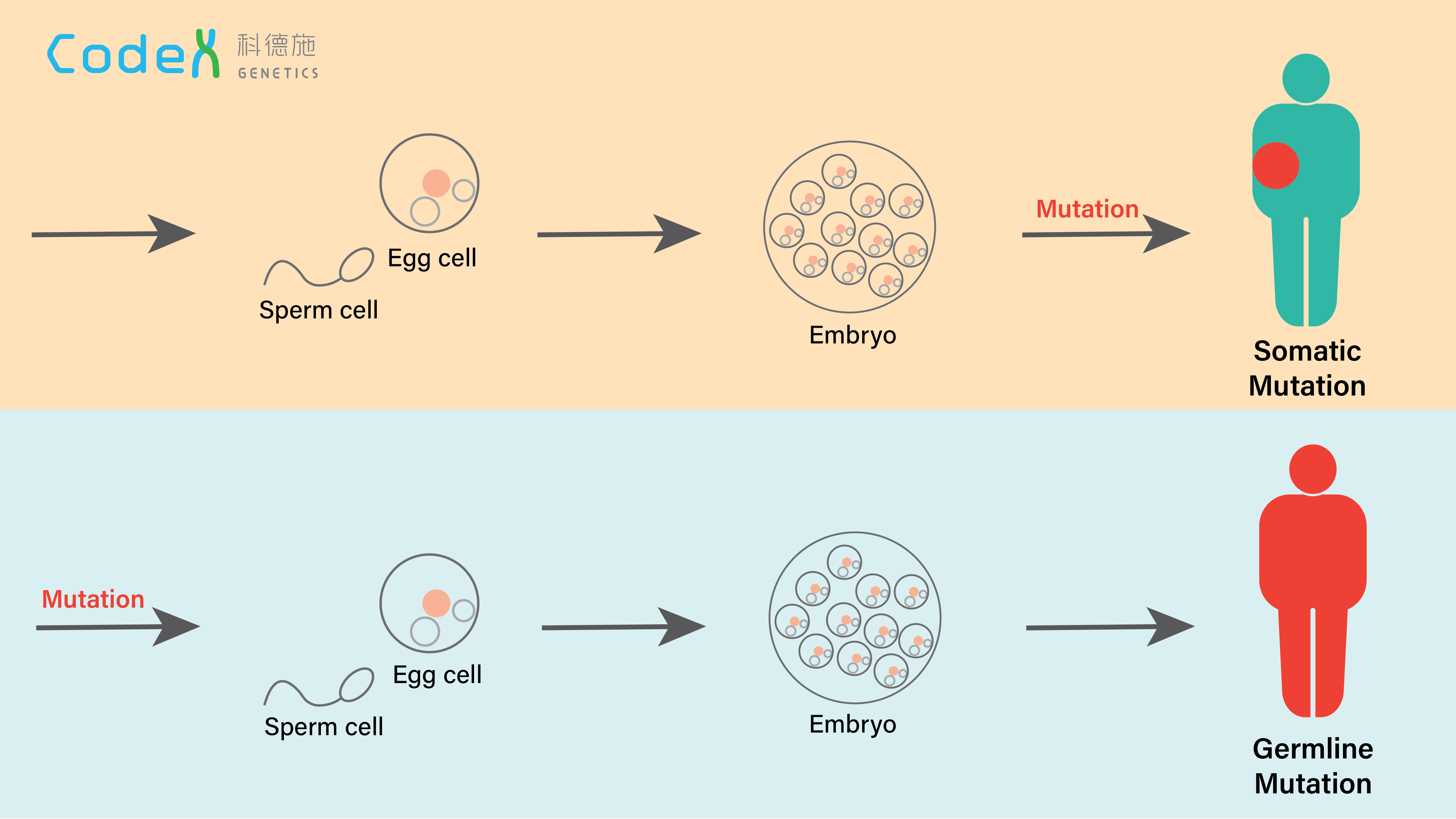 Somatic Mutation And Germline Mutation In Cancer Codex Genetics